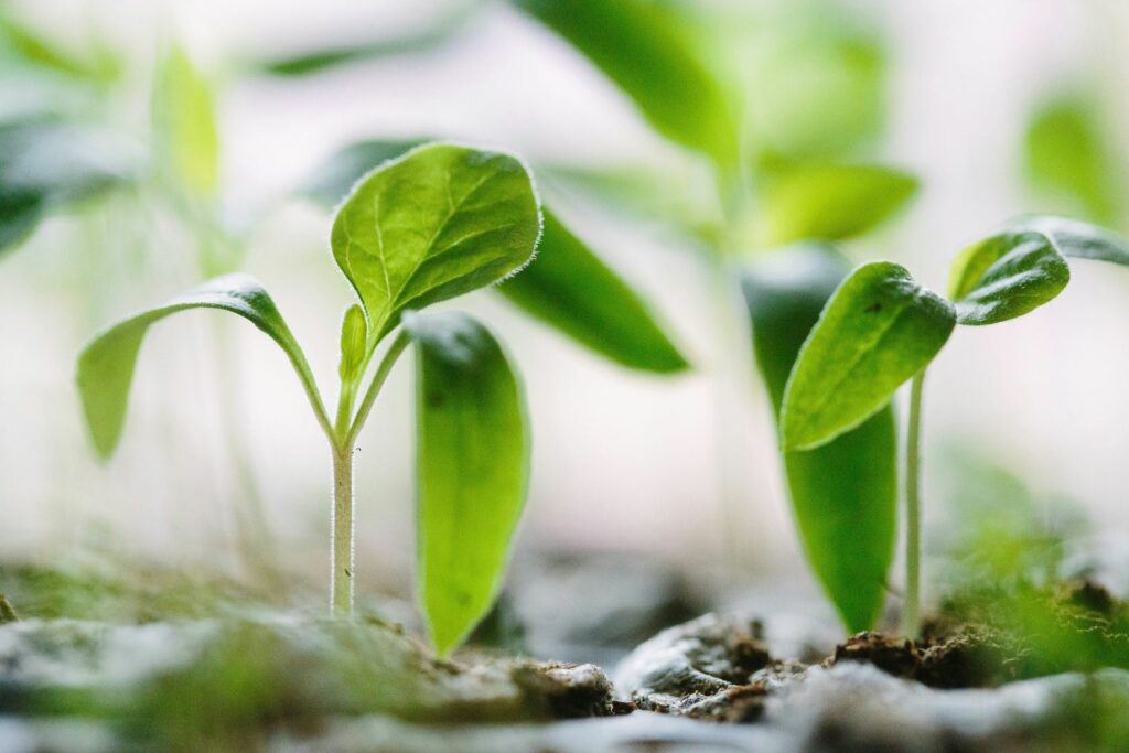 pitcure of plant at emergence