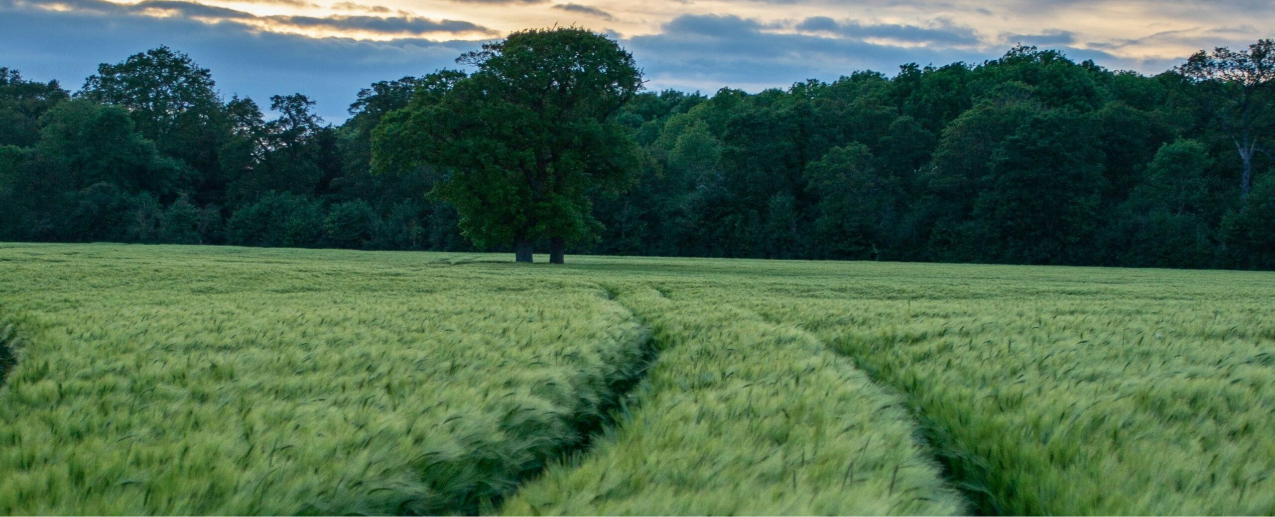 A field of barley