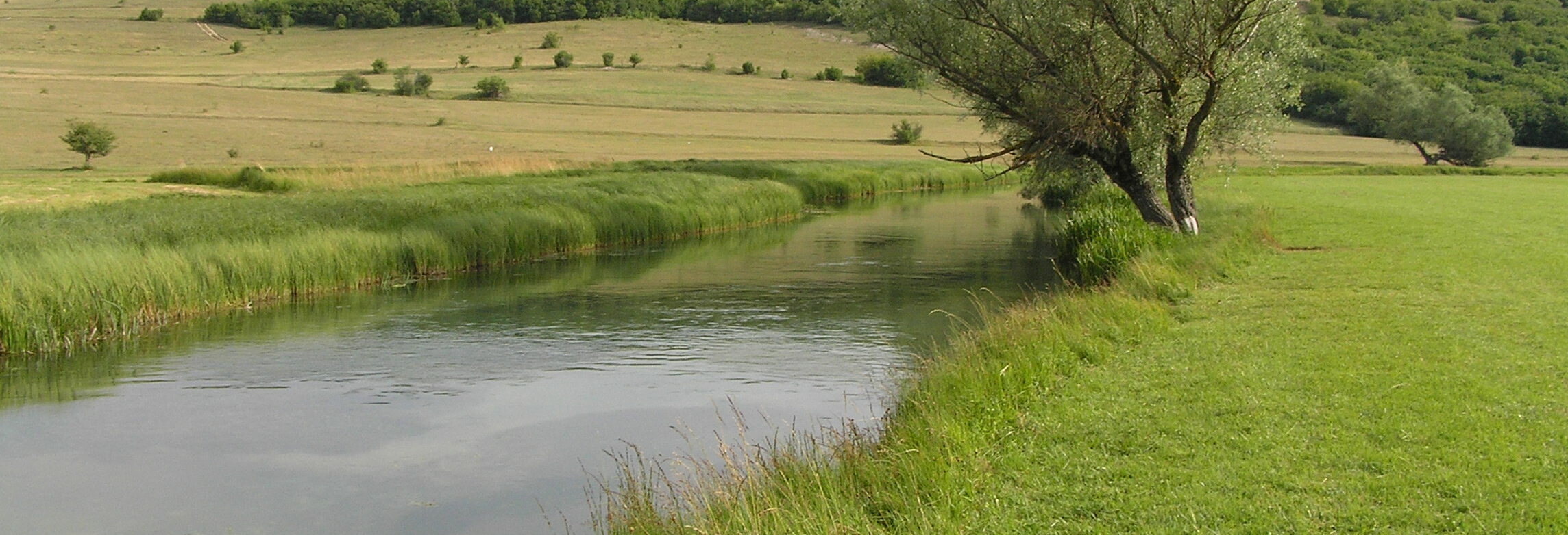 une rivière avec une bande enherbée