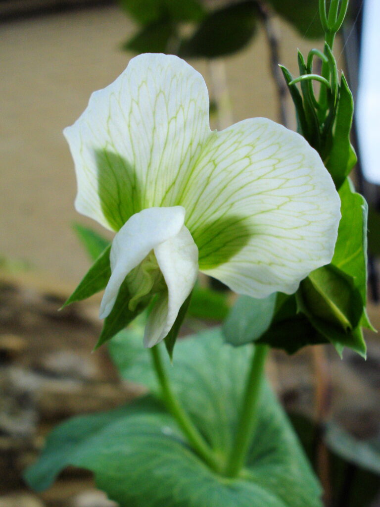 Photo de fleur blanche de pois