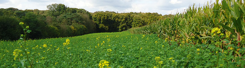 Couvert de moutarde servant de piège à nitrates